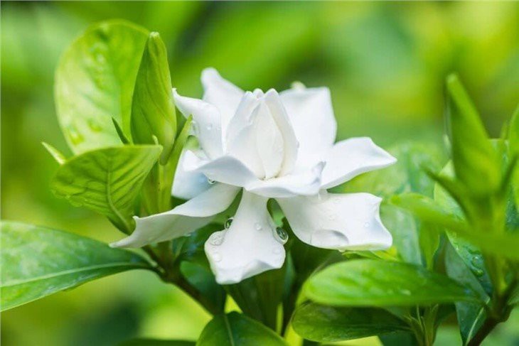gardenia-care-1024x683