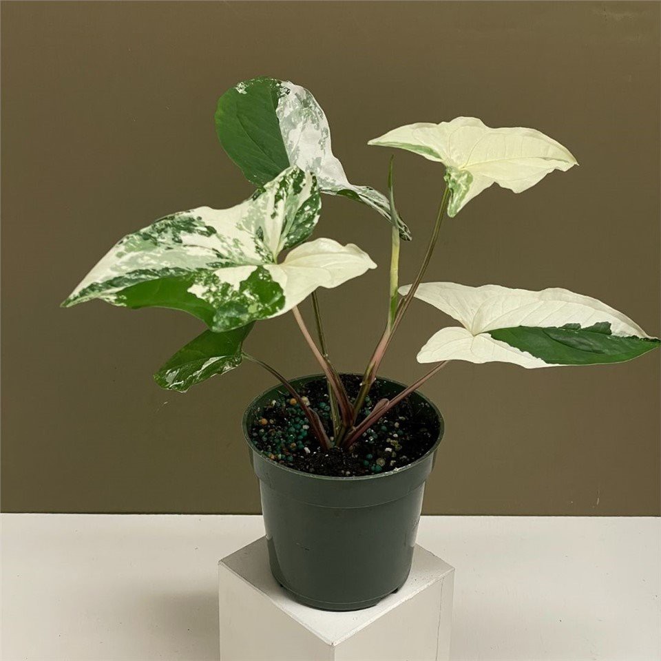 Syngonium Emerald Gem